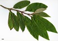 SpeciesSub: subsp. aspera